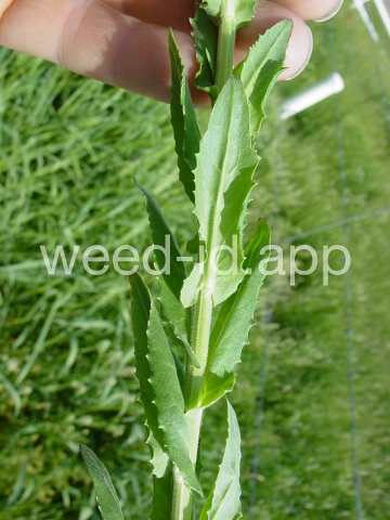 pepperweed, field